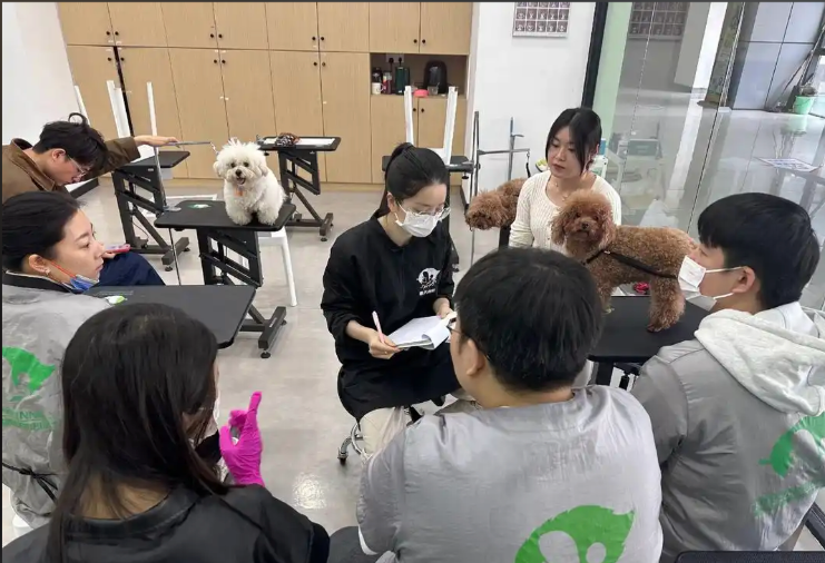 东营市宠物剪毛宠物美容培训学校 - 厂家